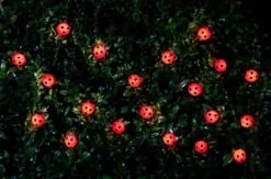 B&M 30 Insect Solar String Lights - Ladybird